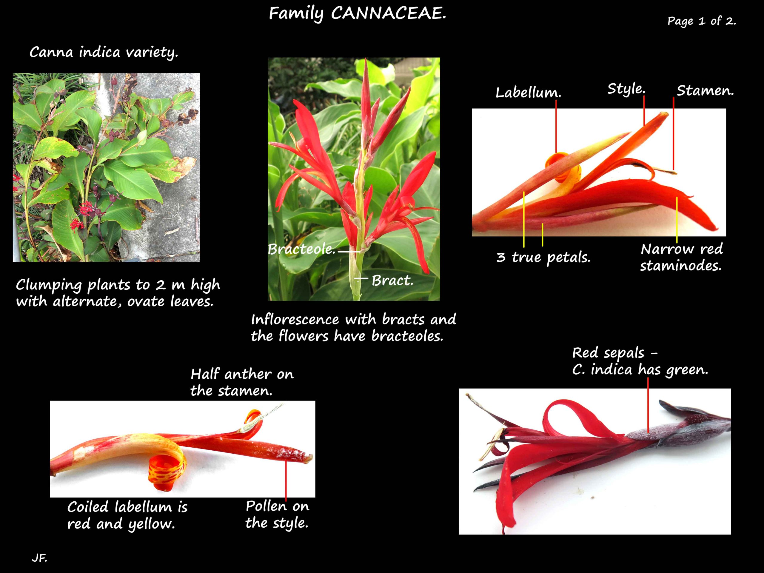 1 Canna indica leaves & flowers